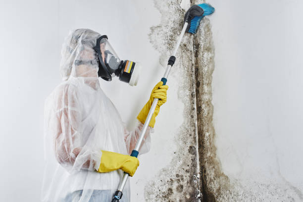 Best Mold Remediation  in La Crosse, KS