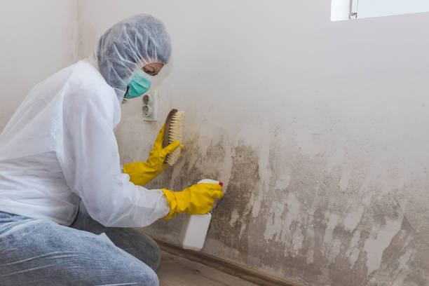 Best Attic Mold Removal  in La Crosse, KS