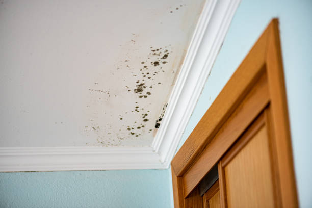 Best Professional Mold Removal  in La Crosse, KS