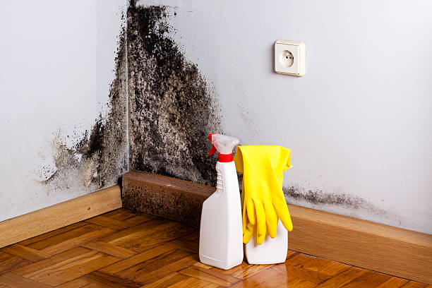 Best Mold Damage Repair  in La Crosse, KS