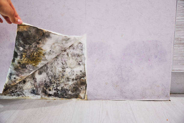 Best Commercial Mold Removal  in La Crosse, KS